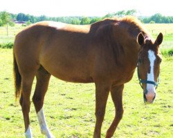 jumper Epos 19 (Hanoverian, 1999, from Escudo I)