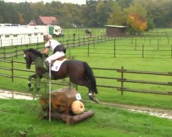 jumper Ferrari 83 (Trakehner, 1997, from Saint Cloud)