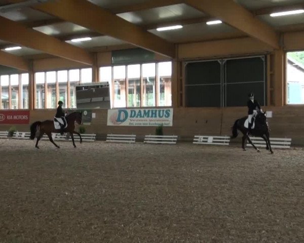 dressage horse Alessandro 32 (Westphalian, 2000, from Akribori)