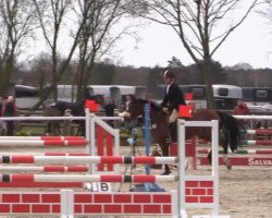 jumper Cassala (Oldenburg show jumper, 2008, from Check In 2)