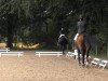 dressage horse Touch me 13 (KWPN (Royal Dutch Sporthorse), 2004, from Tenerife)