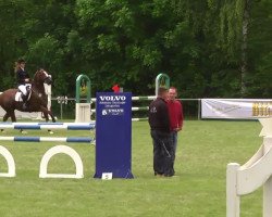 jumper Zippy 2 (KWPN (Royal Dutch Sporthorse), 2004, from Iroko)