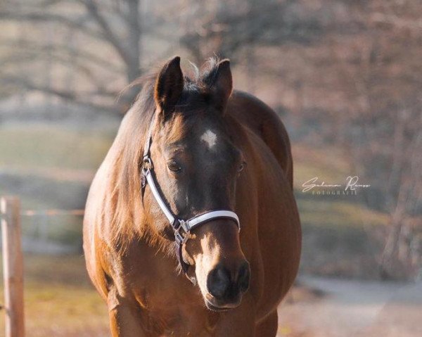 broodmare The Sharp Maggie (Quarter Horse, 2005, from The Sharp Shooter)