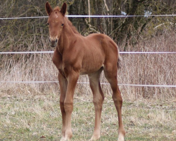 dressage horse Hengst von Day Dream (Württemberger, 2015, from Day Dream)