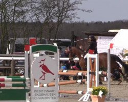 jumper Palia 3 (Hanoverian, 2007, from Perigueux)