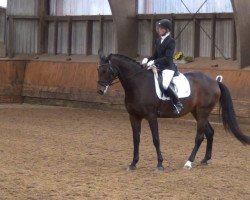 dressage horse Holt's Afrodite (Danish Warmblood, 2000, from Hertug)