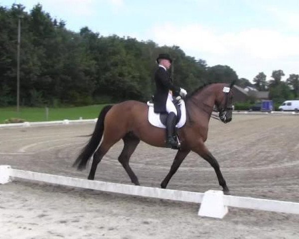 dressage horse Hodoo (Oldenburg, 2005, from Hertug)