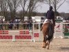 jumper Playboy 273 (Hanoverian, 2008, from Perigueux)