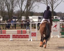 jumper Playboy 273 (Hanoverian, 2008, from Perigueux)