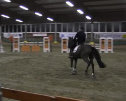 jumper Carola H (German Sport Horse, 2006, from Carpalo)