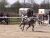 broodmare Amulandra (KWPN (Royal Dutch Sporthorse), 2005, from Sir Corland)
