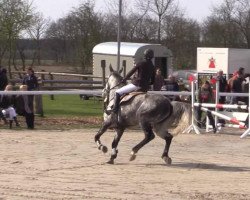 Zuchtstute Amulandra (KWPN (Niederländisches Warmblut), 2005, von Sir Corland)