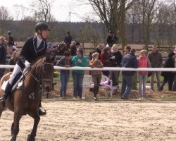 jumper Viola 284 (New Forest Pony, 2000, from Lorenzo)