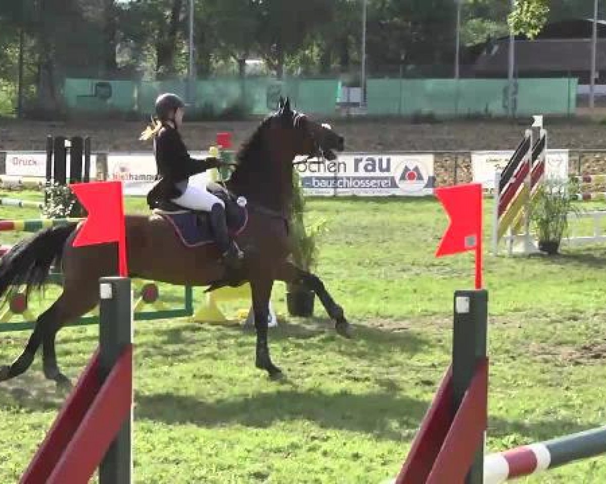 Springpferd FBW Eldurado (Württemberger, 2001, von Exodus)