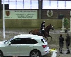 Springpferd Rashida 19 (Hessisches Warmblut, 2004, von Renegade Z)