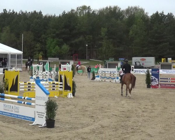 Reitturnier Rastede-Nethen 2021