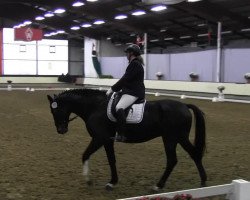 dressage horse Campino 259 (Westphalian, 2002, from Helenenhof's Carabas)