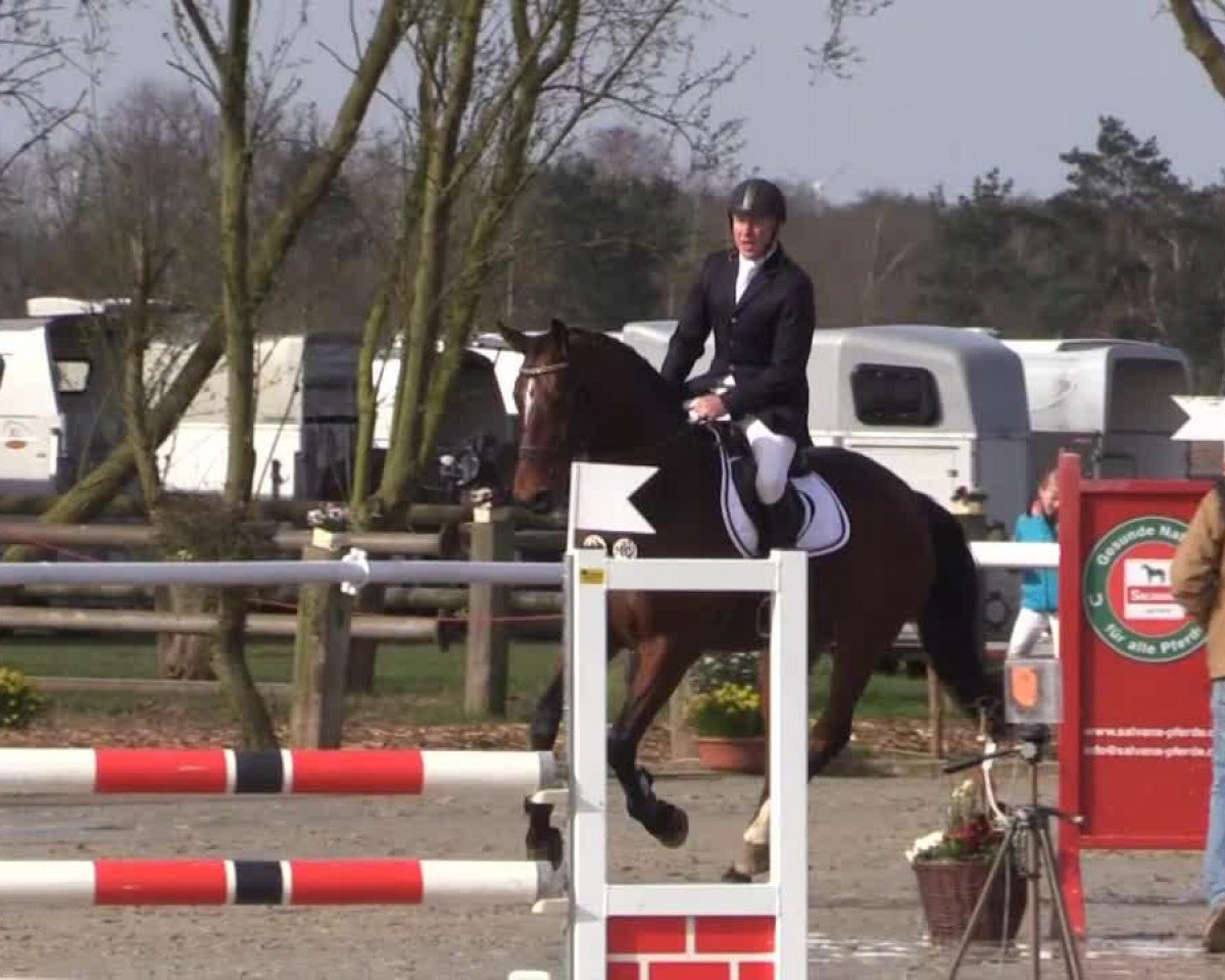 Springpferd Vincenz (Hannoveraner, 2009, von Valentino)