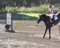 dressage horse Libelle 269 (Württemberger, 2000, from Ladinos)