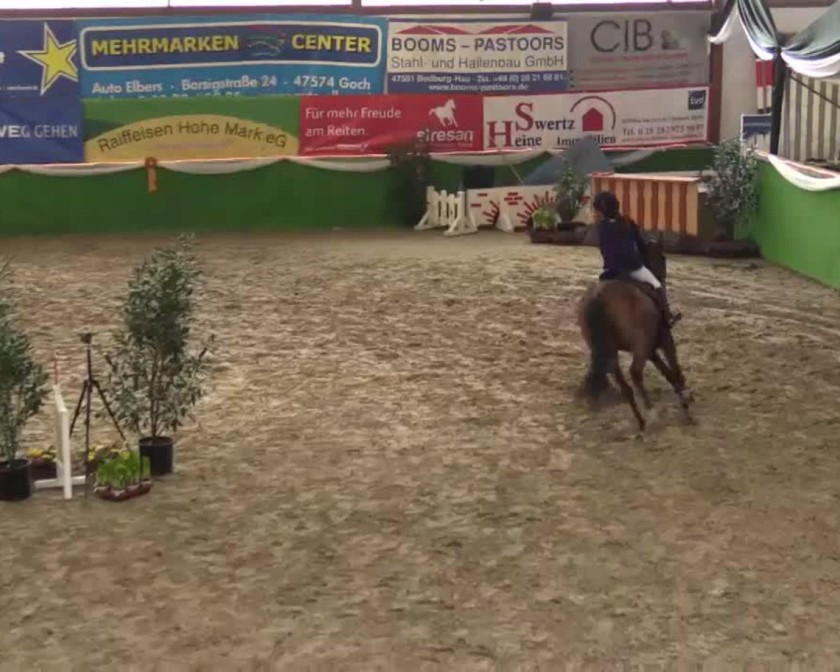 broodmare Orchid's Carla (Dutch Pony, 2004, from Kantje's Carlando)