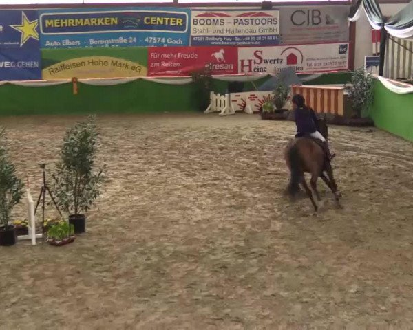 Springpferd Orchid's Carla (Niederländisches Pony, 2004, von Kantje's Carlando)