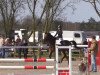 Springpferd Paulina 50 (unbekannt,  , von Perigueux M)