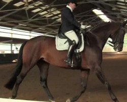 dressage horse Franca S (Westphalian, 2003, from Farewell I)