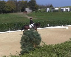 dressage horse Pampusch (Westphalian, 2003, from Pessoa)