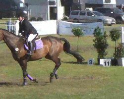 jumper Yermania (Hanoverian, 1996, from Oldtimer xx)