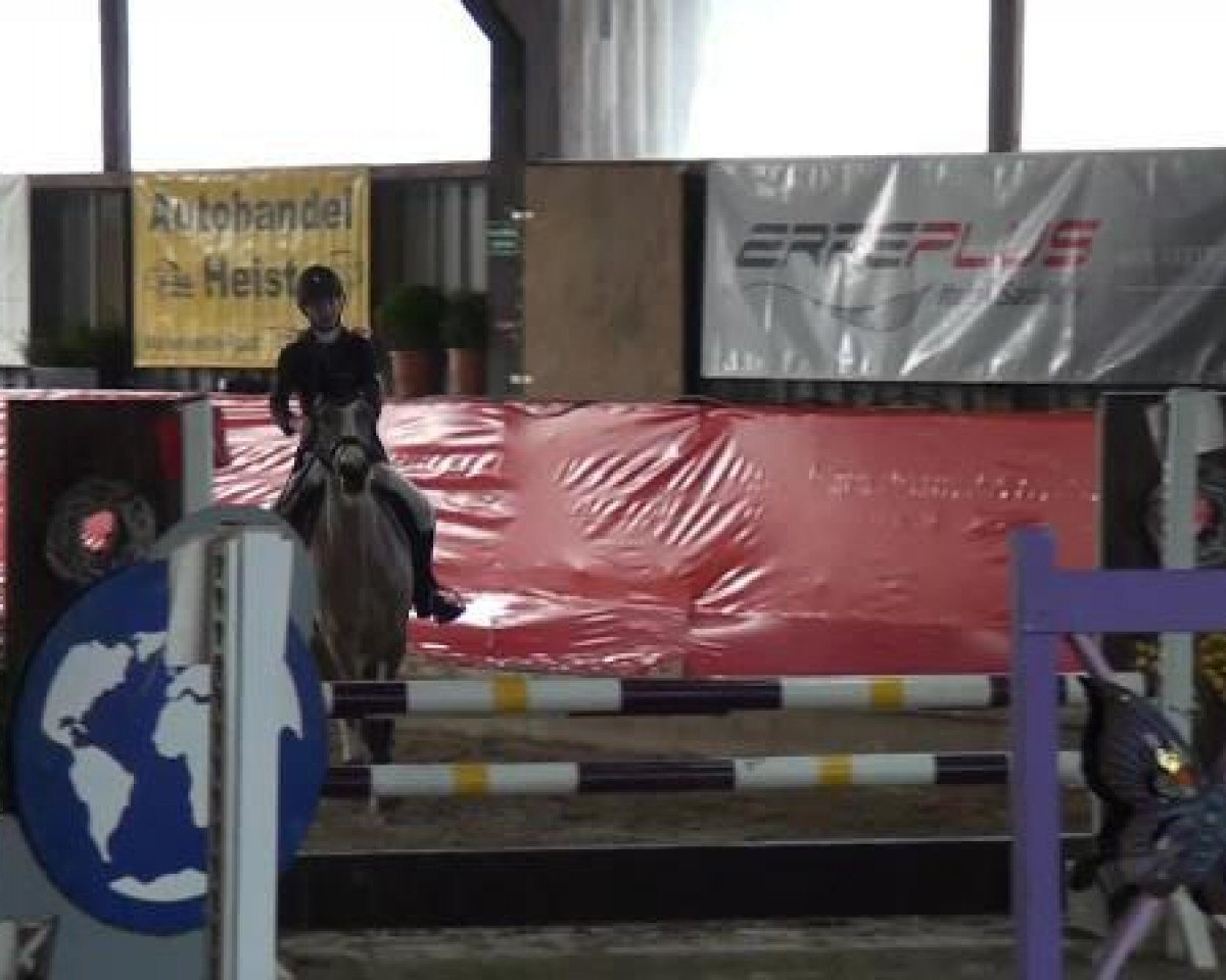 Springpferd Valido's Victory (Deutsches Reitpony, 2004, von Valido)