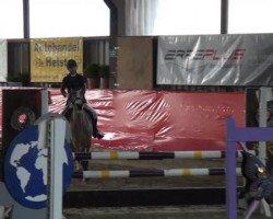 jumper Valido's Victory (German Riding Pony, 2004, from Valido)