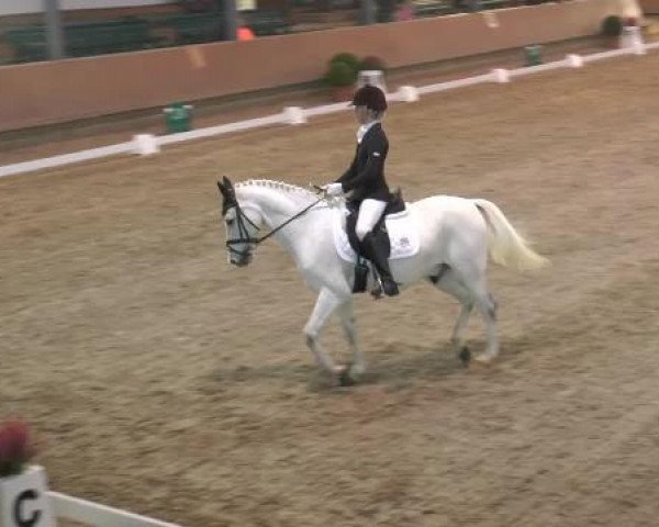 dressage horse Validos Contrast (German Riding Pony, 1999, from Valido)