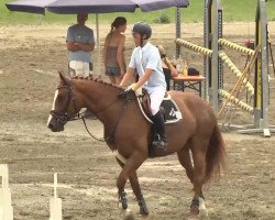 jumper Renaissance de Noblesse (Hessian Warmblood, 2004, from Moosbends Ricardos)