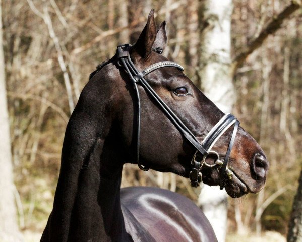 dressage horse Seppl 70 (Mecklenburg, 2006, from Samba Hit I)