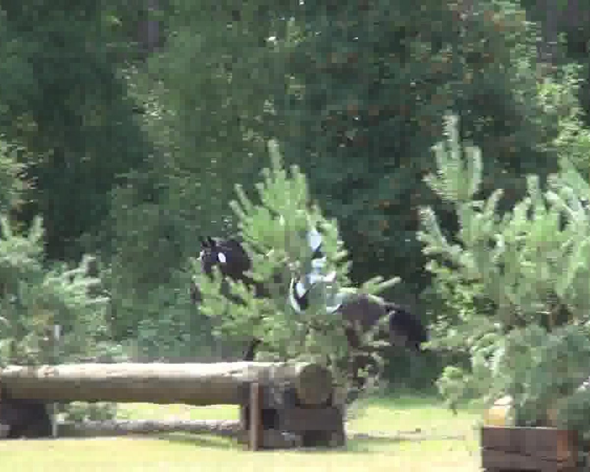 dressage horse Leonardo 661 (Mecklenburg, 2000, from Lord Sinclair I)