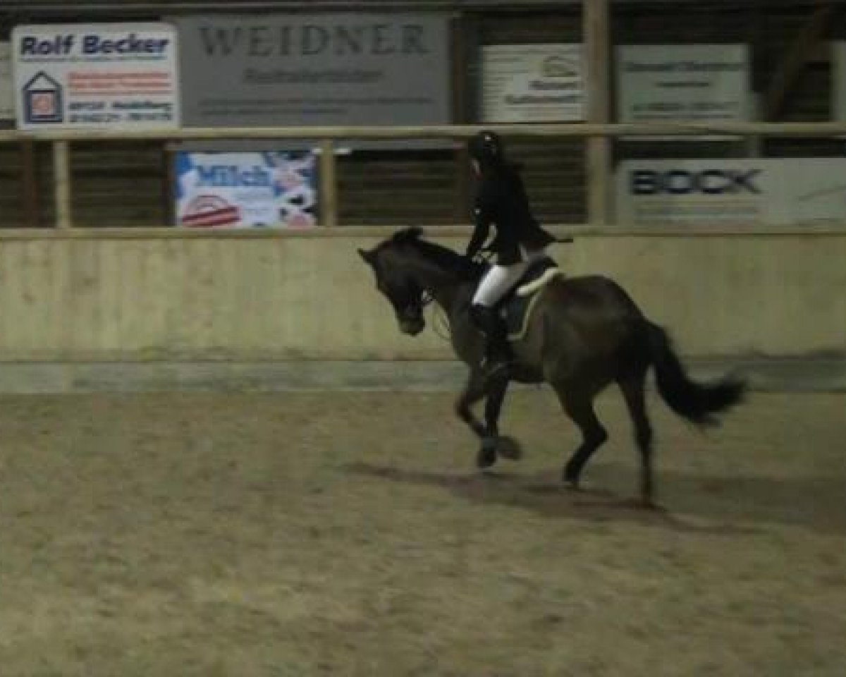jumper Lennox S 2 (Oldenburg, 1999, from Lord Sinclair I)