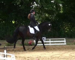 dressage horse Dury V (German Riding Pony, 1995, from Doodoo)