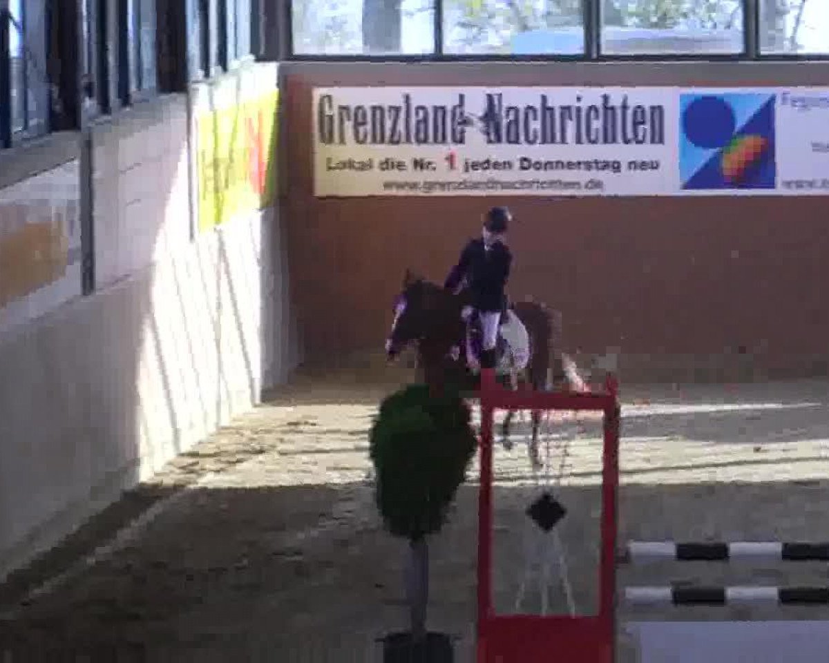 broodmare Dorina (German Riding Pony, 2001, from Doodoo)