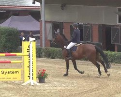 jumper Felina 149 (Hanoverian, 2005, from Federweisser)