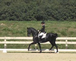 dressage horse Ron Calli 2 (Rhinelander, 2003, from Ron William)