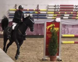 jumper Salt and Pepper 9 (Hanoverian, 2006, from Stolzenberg)