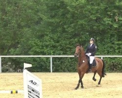 jumper Lake Bit (Oldenburg show jumper, 2005, from Lord Pezi)