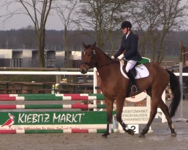 dressage horse Murphy HW (Hanoverian, 2010, from Mighty Magic)