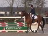 dressage horse Murphy HW (Hanoverian, 2010, from Mighty Magic)