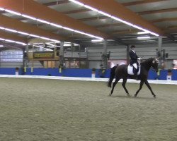 dressage horse Figo G (Westphalian, 2004, from Floresco NRW)