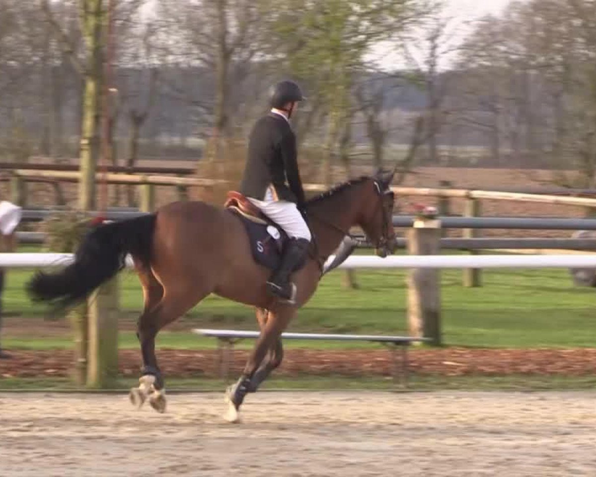 jumper Anton 737 (Hanoverian, 2010, from Asti's Amsterdam)
