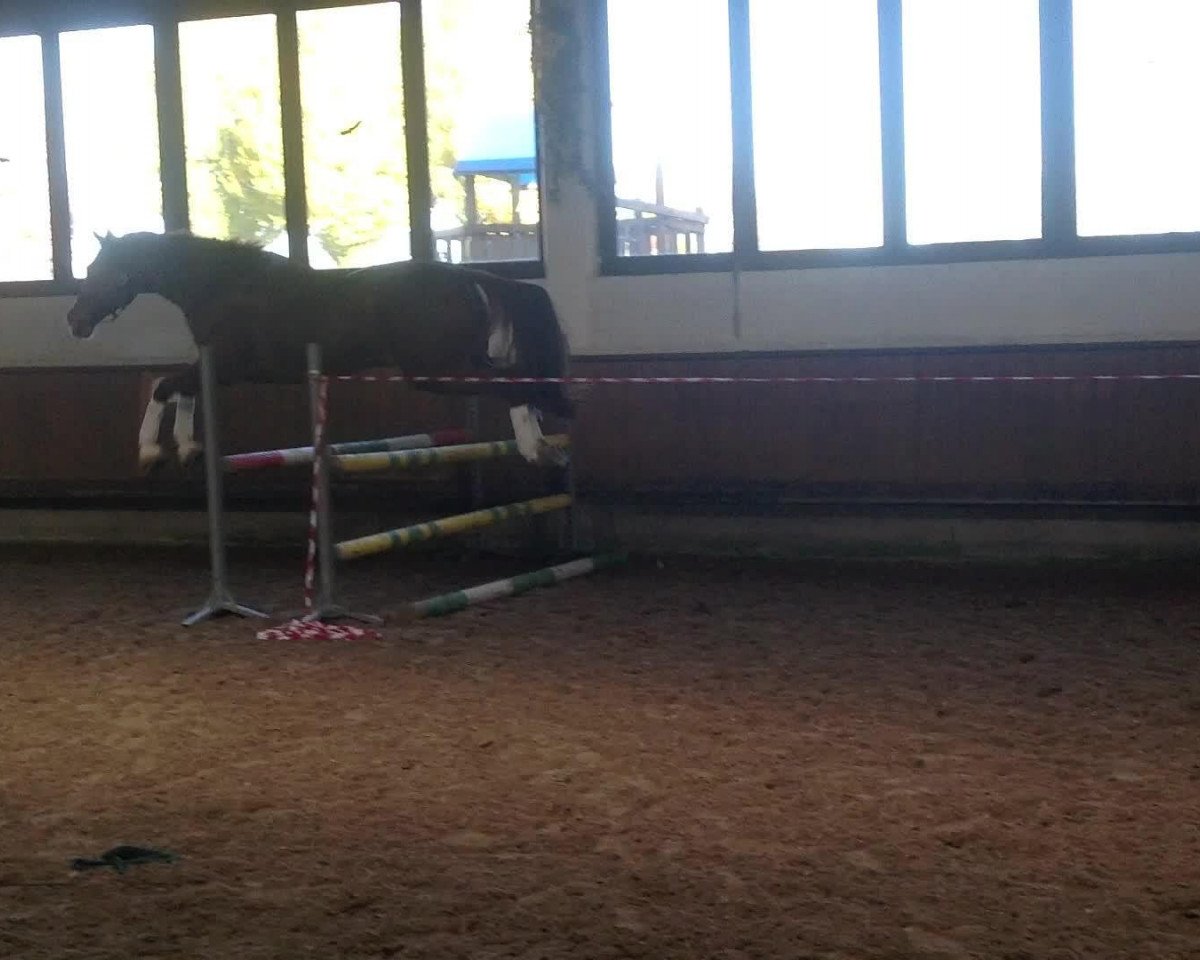 broodmare Follow me (Westphalian, 1996, from Foxiland xx)