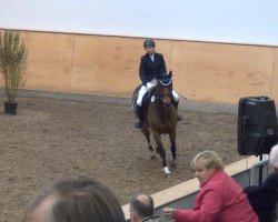 dressage horse Lombrino (Holsteiner, 1999, from L'Ombre)