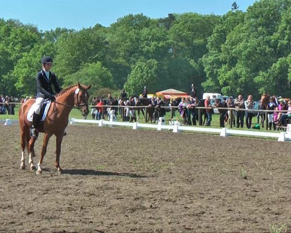 dressage horse Lecompte (German Riding Pony, 1996, from Lukas)