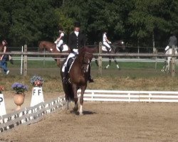 dressage horse White Sun 3 (Hanoverian, 2003, from Willem's As I)